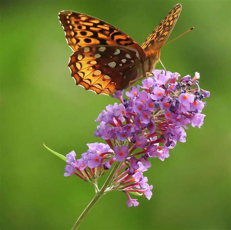 Great Spangled Fritillary Photograph by Rebecca Grzenda - Fine Art America