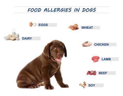 Dog Food Allergies: Symptoms, Treatments & Home Remedies