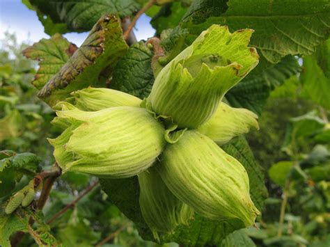 Green Kentish Cobnuts at Farnell Farm | Wild seed, Farm, Bluebells