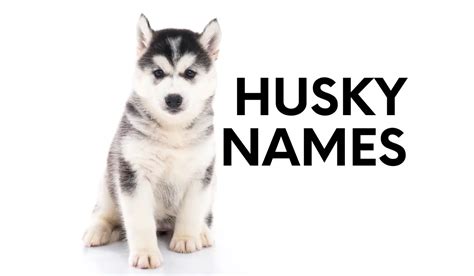 Husky Names: 450+ Perfect Names For Your Snow Dog