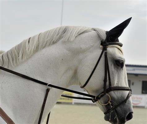 English Bridles — The Ultimate Rider’s Guide | Farm House Tack