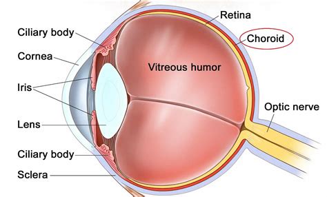 Choroid eye and choroid plexus function and choroid plexus tumors