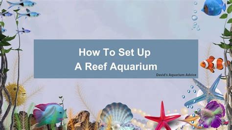 How To Set Up A Reef Aquarium [9 Easy Steps] - David's Aquarium Advice