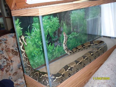 Terrarium For Corn Snake - Reptile Tanks For SaleReptile Tanks For Sale