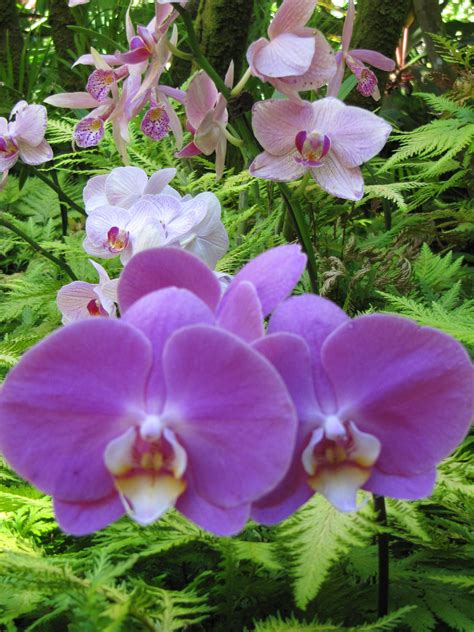 Orchids, Orchids, Orchids Big Island of Hawaii Hawaiian Botanical Gardens | Orchids, Botanical ...