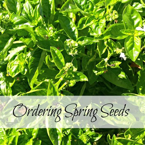 Ordering Spring Seeds - Oak Hill Homestead