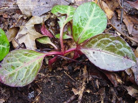 Plant Identification: CLOSED: pyrola americana?, 1 by jpofsunya