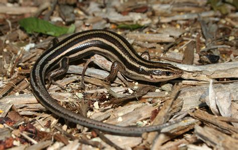 Five Lined Skink at Science Camp - information, care, facts