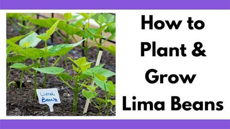 How to Plant and Grow Lima Beans Successfully - Together Time Family