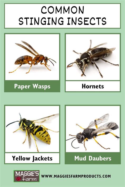 How to Identify Stinging Insects | Insects, Insect species, Bugs that sting