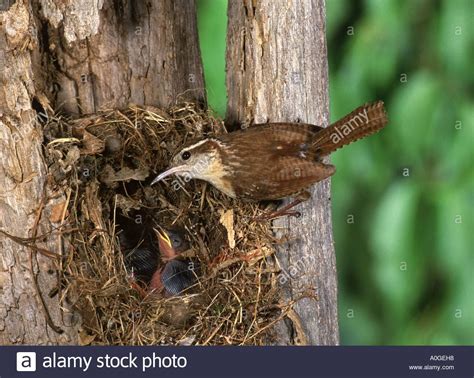 Carolina Wren feeding Nestling in Tree Cavity Stock Photo | Wren, Stock ...