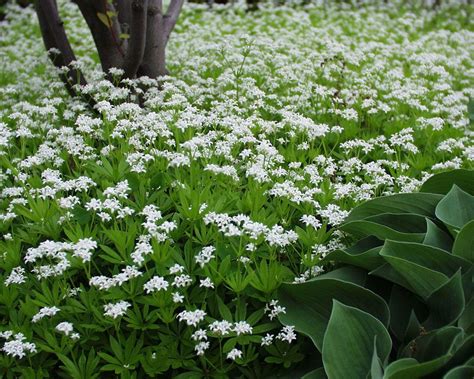 some white flowers and green leaves in the grass