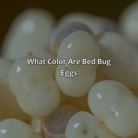 What Color Are Bed Bug Eggs - colorscombo.com