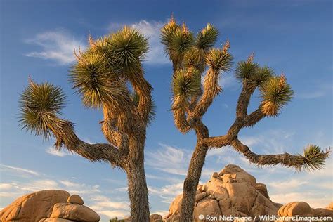 Joshua Tree, CA | Joshua tree national park, Joshua tree california, Joshua tree