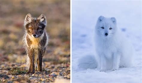 Why Do Arctic Foxes Change Color? [Summer vs Winter Coat] - Polar Guidebook