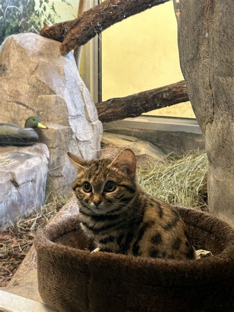 Gaia The Black-Footed Cat Comes to Utah Zoo