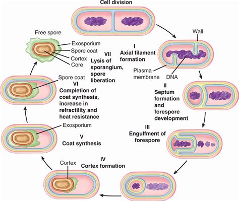 Life Cycle Of Bacteria