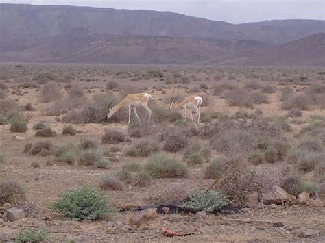 Wildlife of Djibouti | Flickr - Photo Sharing!