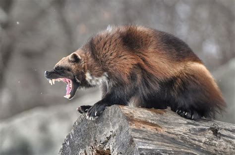 Animal fight: Wolverine Vs Honey Badger | Sports, Hip Hop & Piff - The Coli