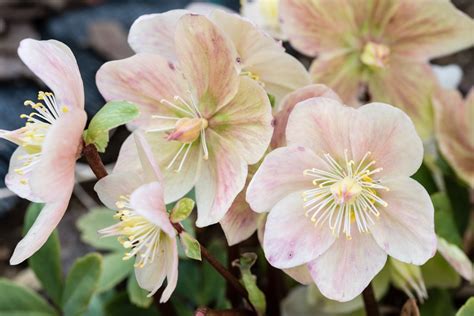 The Christmas Rose - Plantscapers