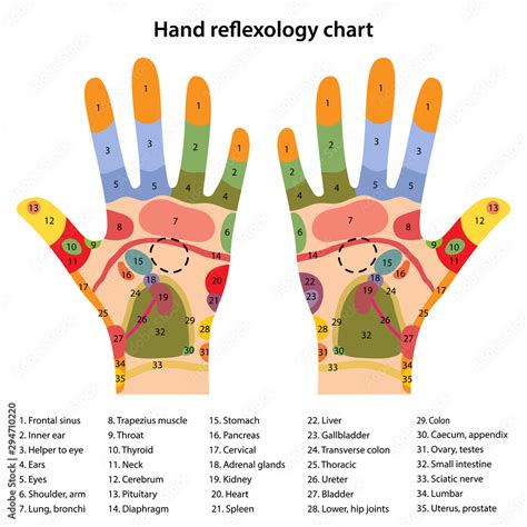 Hand reflexology chart with description of the corresponding internal and body parts ...