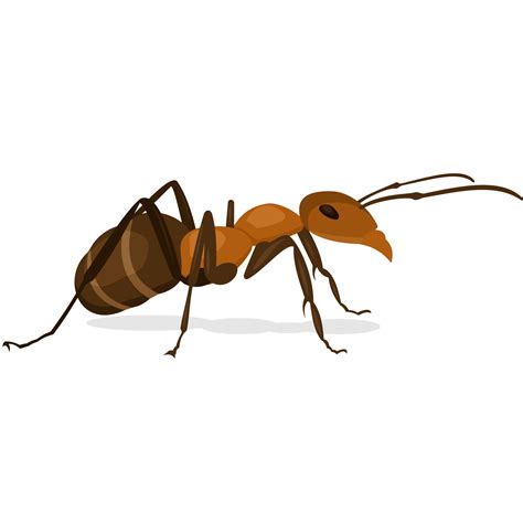 Ant Insect X-Faktor - Vector small ants png download - 1500*1500 - Free Transparent Ant ai,png ...