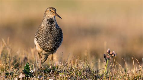 Pectoral Sandpiper | Audubon Field Guide