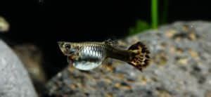 Pregnant Guppy: Stages, Care And Labor Signs