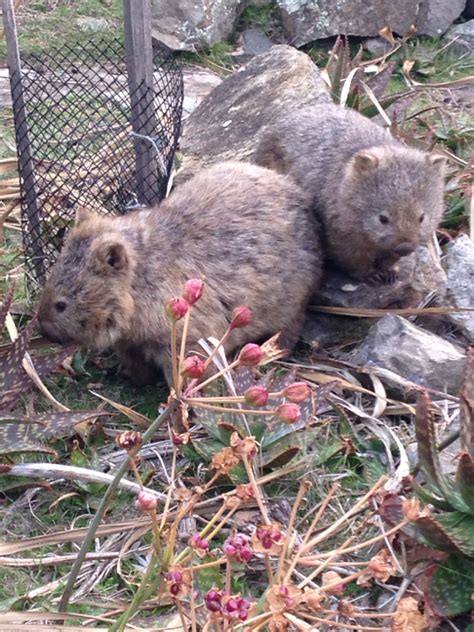 Wildlife of Maria Island, Tassie - Exploring the unknowns (to me) of the Land Down Under