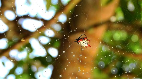 Spiny orb-weaver | Interesting Spider Bradenton, Florida Apr… | Flickr