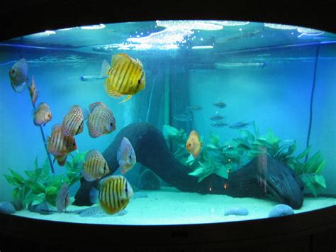 Coops123's Freshwater Tanks Photo (ID 1745) - Full Version ...