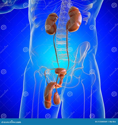 Male Reproductive System Anatomy for Medical Concept 3D Rendering Stock Illustration ...