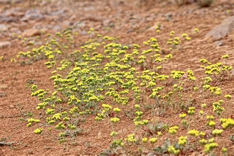 sahara flowers | A. Souhil | Flickr