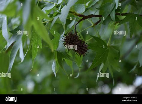 Sweetgum seeds hi-res stock photography and images - Alamy