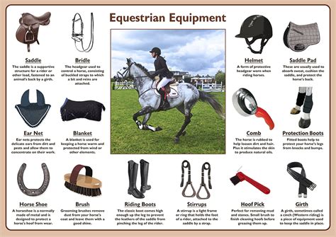 Equestrian Equipment Poster – Tiger Moon