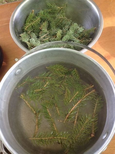 spruce tea — Wild Foods and Medicines