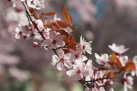 Purple Leaf Plum: Plant Care & Growing Guide