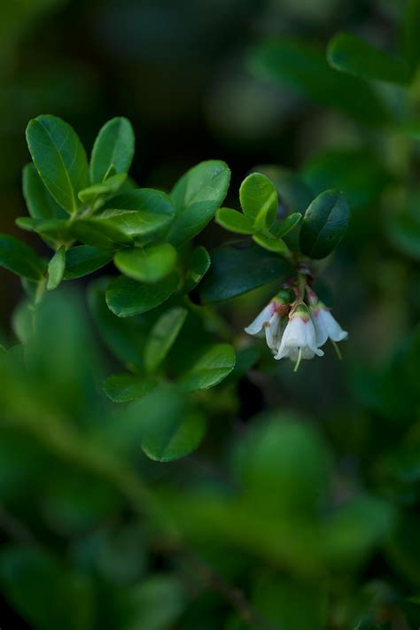 Vaccinium Photos, Download The BEST Free Vaccinium Stock Photos & HD Images