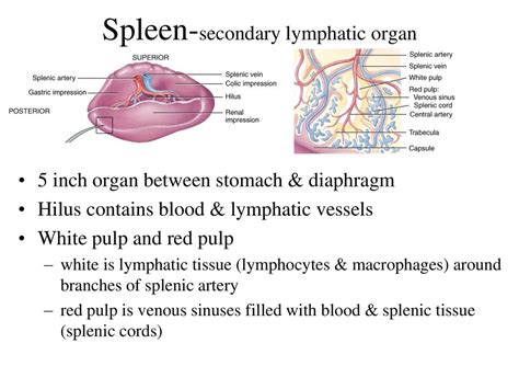 Lymphatic and Immune System - ppt download