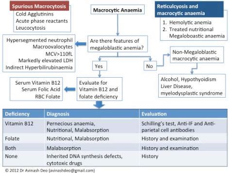 Non Megaloblastic Anemia