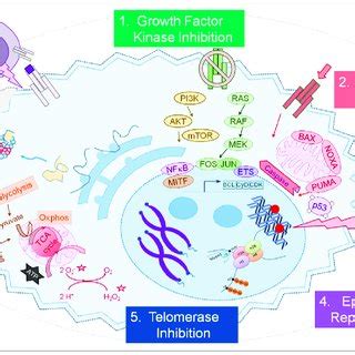 (PDF) Targeted Tumor Therapy Remixed—An Update on the Use of Small-Molecule Drugs in Combination ...