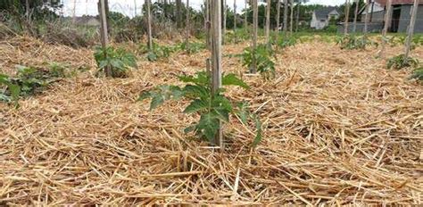 Mulching Guide - Improve your crop yield - Agricultureguruji