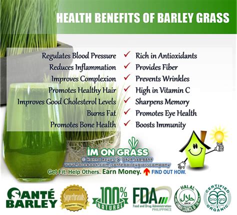 Health benefits of barley grass | Barley health benefits, Barley benefits, Health boost