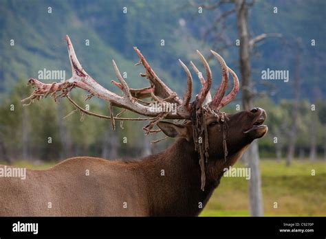 A Roosevelt elk with shedding velvet bugles at Alaska Wildlife Conservation Center, Southcentral ...