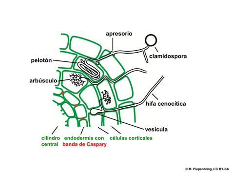 Mycorrhizal symbiosis | How this works | Clean Biotec