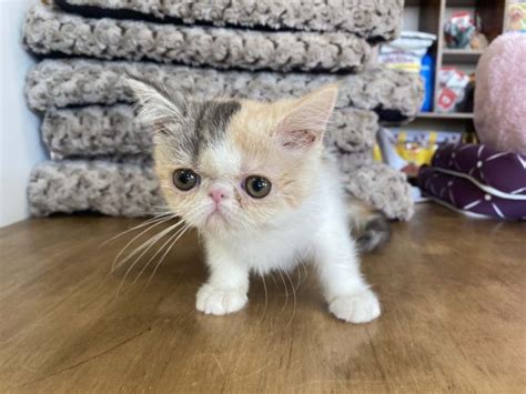 Available Exotic Shorthair | Kittens For Sale - New York