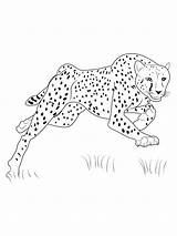 25 Free Cheetah Coloring Pages For Kids And Adults sketch template