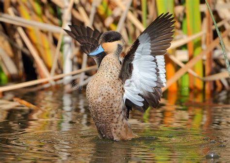 Hottentot Teal stock photo. Image of africa, wings, anas - 15697778