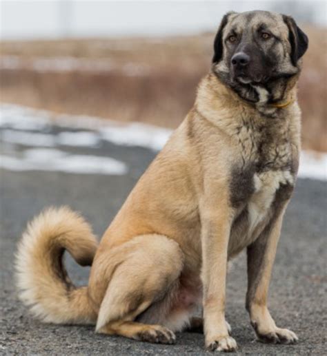 Anatolian Shepherd Dog Breed Information, Images, Characteristics, Health