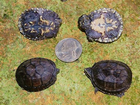 Stinkpot Musk Turtles for sale | The Turtle Source